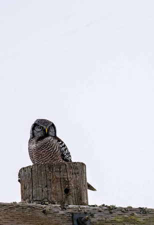 Hawk Owl JB907