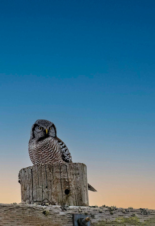 Hawk Owl JB908
