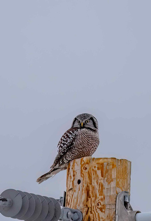 Hawk Owl JB912