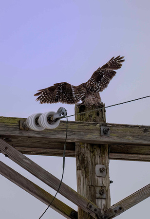 Hawk Owl landing JB929