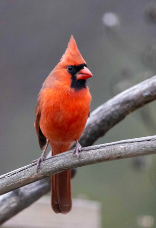 Male Cardinal JB606