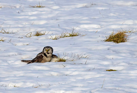 Northern Hawk Owl feeding JB118