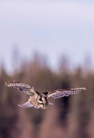 Northern Hawk Owl hunting JB112