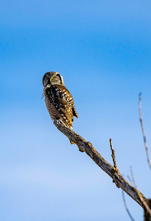 Northern Hawk Owl JB104