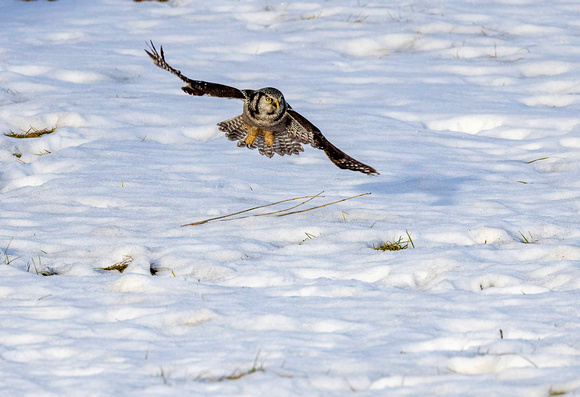 Northern Hawk Owl JB110