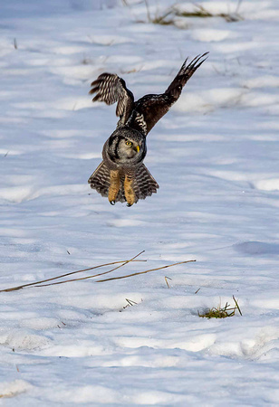 Northern Hawk Owl JB117