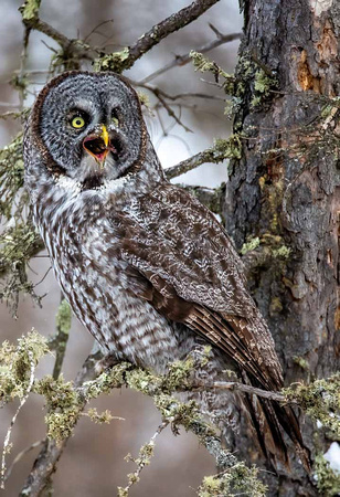 Great Gray Owl with last swallow JB893