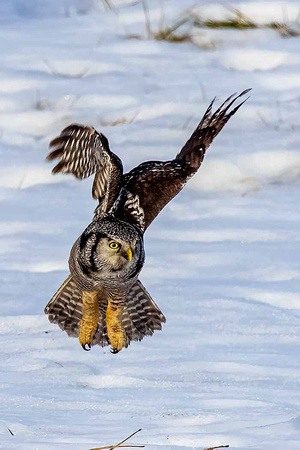 Northern Hawk Owl JB402