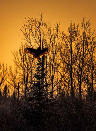 Great Gray Owl at sunrise JB100