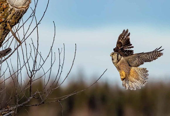 Northern Hawk Owl JB403