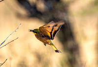 Bee Eater JB201