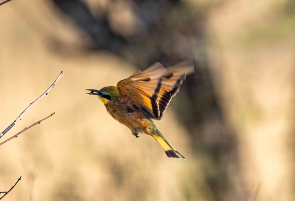 Bee Eater JB201