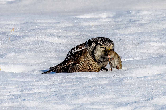 Northern Hawk Owl feeding JB150