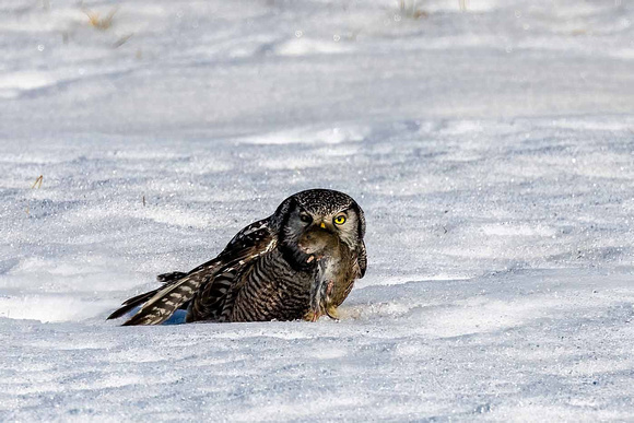 Northern Hawk Owl feeding JB151