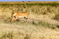 Lion in Serengeti JB212