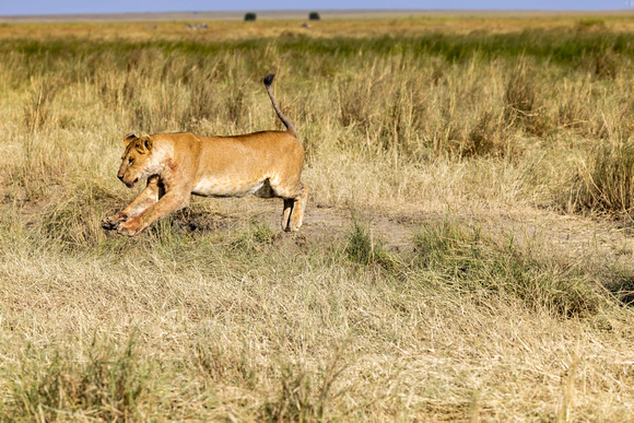 Lion in Serengeti JB212