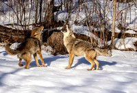Coyotes singing JB205