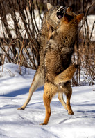 Coyotes fighting JB200
