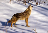 Coyotes singing JB216