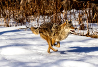 Coyote running JB201