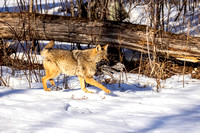 Coyote with a meal JB204