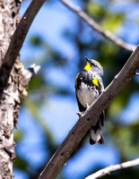 Audubon's Warbler JB988