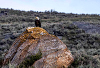 Bald Eagle in Lamar Valley JB261