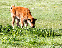 Baby Bison  Smell the Flowers JB764
