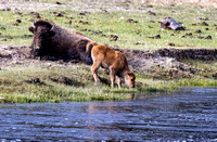 Baby Bison with Mom JB321