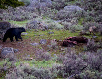 Bear chasing coyote off kill JB7011