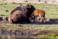 Bison and Baby JB741