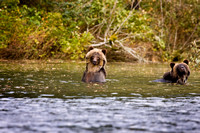 2 Grizzly in river 1 Master