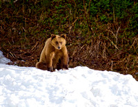 Bear Cub JB30