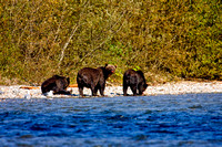 3 Grizzly in river 1 Master