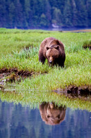 Bear in reflection 1