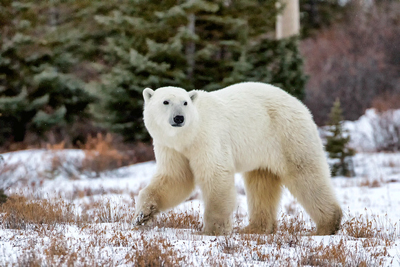 Polar-Bear-JB213