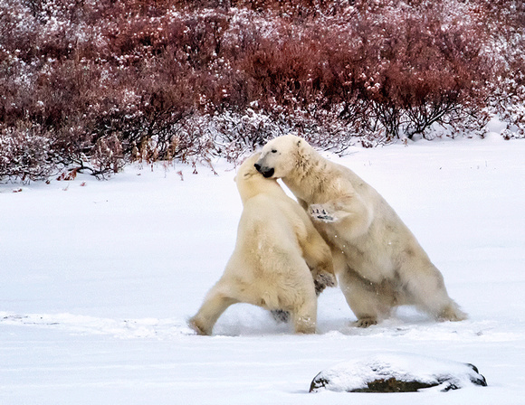 Two-Polar-Bears-playing-JB213