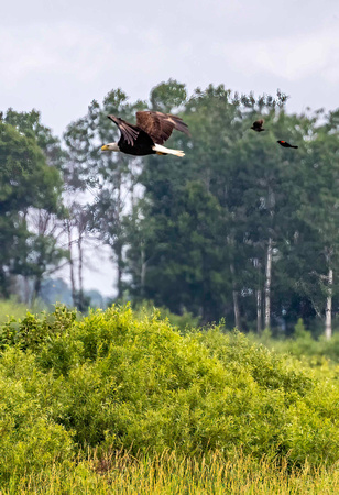 Bald Eagle being chased JB312