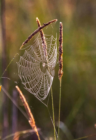 Spider Web at Crex JB311