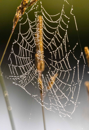 Spider Web at Crex JB318