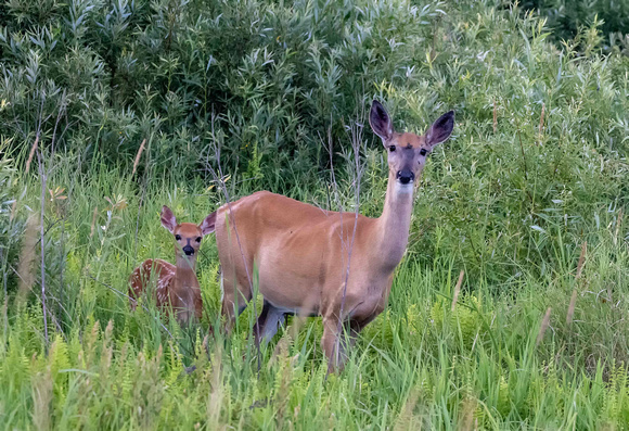 Whitetail Deer at Crex JB304