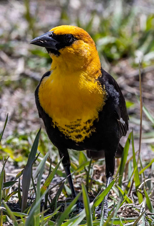 Yellowhead Blackbird JB739