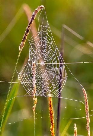Spider Web at Crex JB330