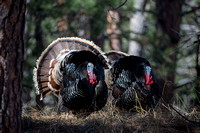 Wild-Turkeys-JB7024