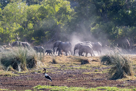Elephants-in-the-Okavango-JB922