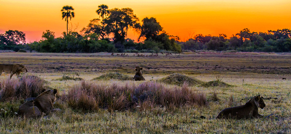 Lions-at-sunset-JB610