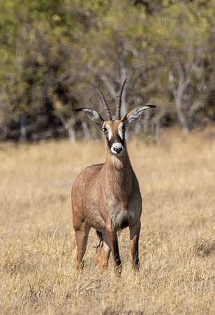 Roan-Antelope-JB112
