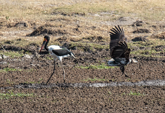 Stork-&-Eagle-in-Okanvango-Delta-JB923