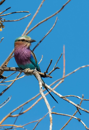 Lilac-Breasted-Roller-JB131