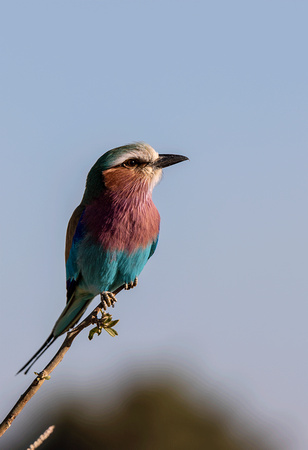 Lilac-Breasted-Roller-JB930